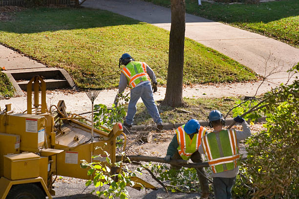 Best Tree Removal Services  in Exeter, CA